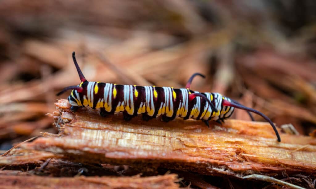 Queen Caterpillar