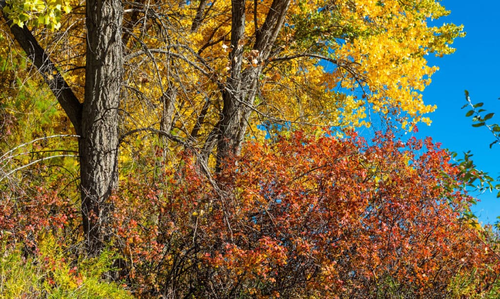 Types of Oak Trees