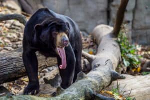 10 Incredible Sun Bear Facts Picture