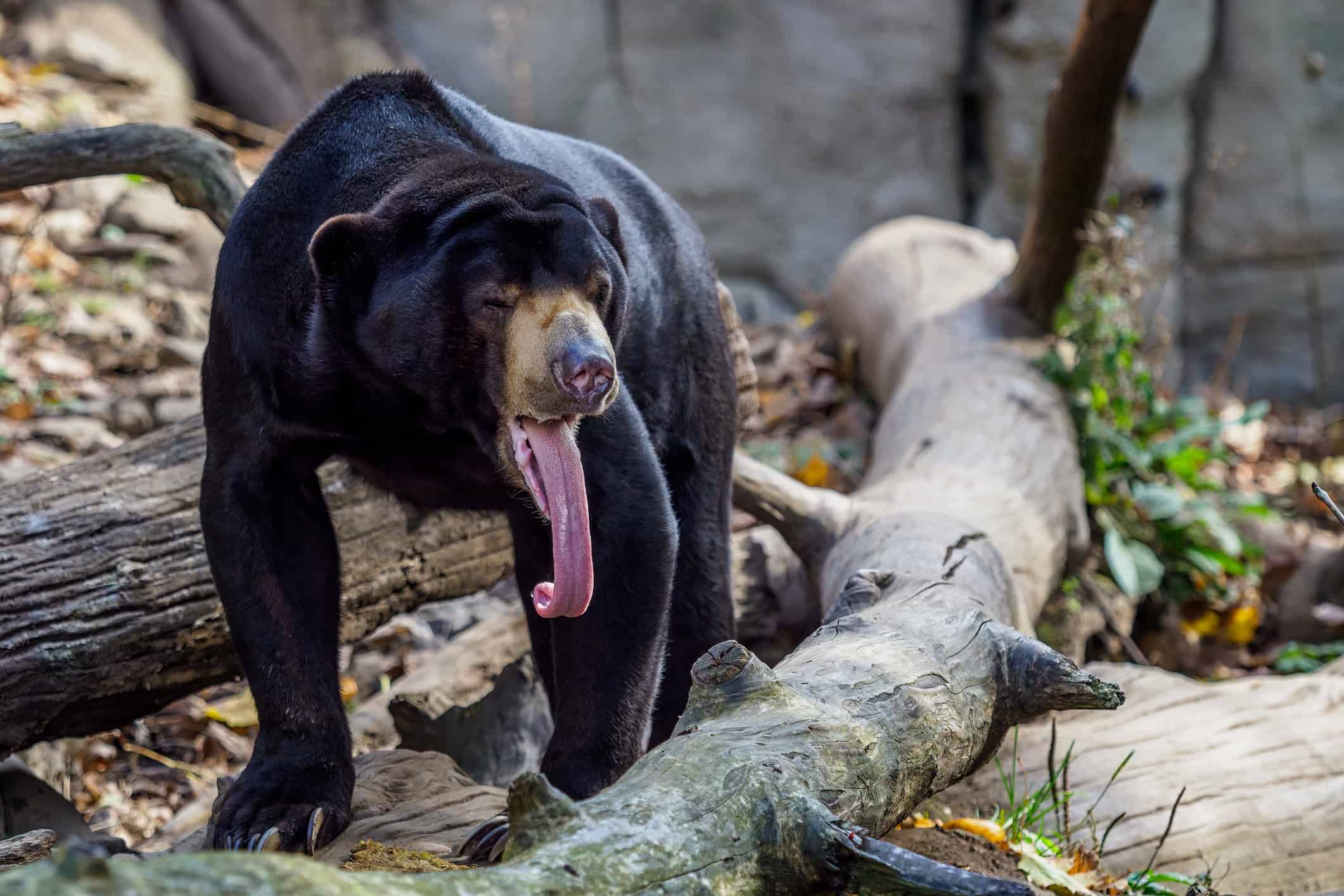 Black Bear Tongue