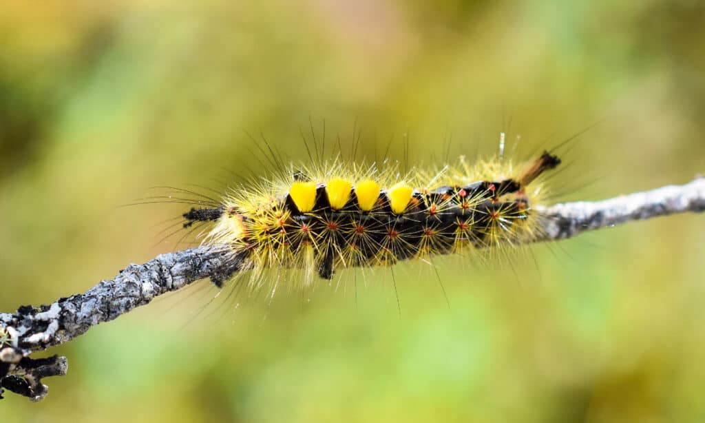 15 Caterpillars in Texas - AZ Animals