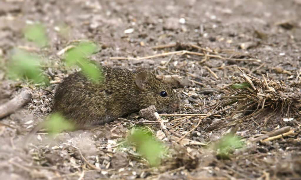 Cotton Mouse (peromyscus gossypinus)