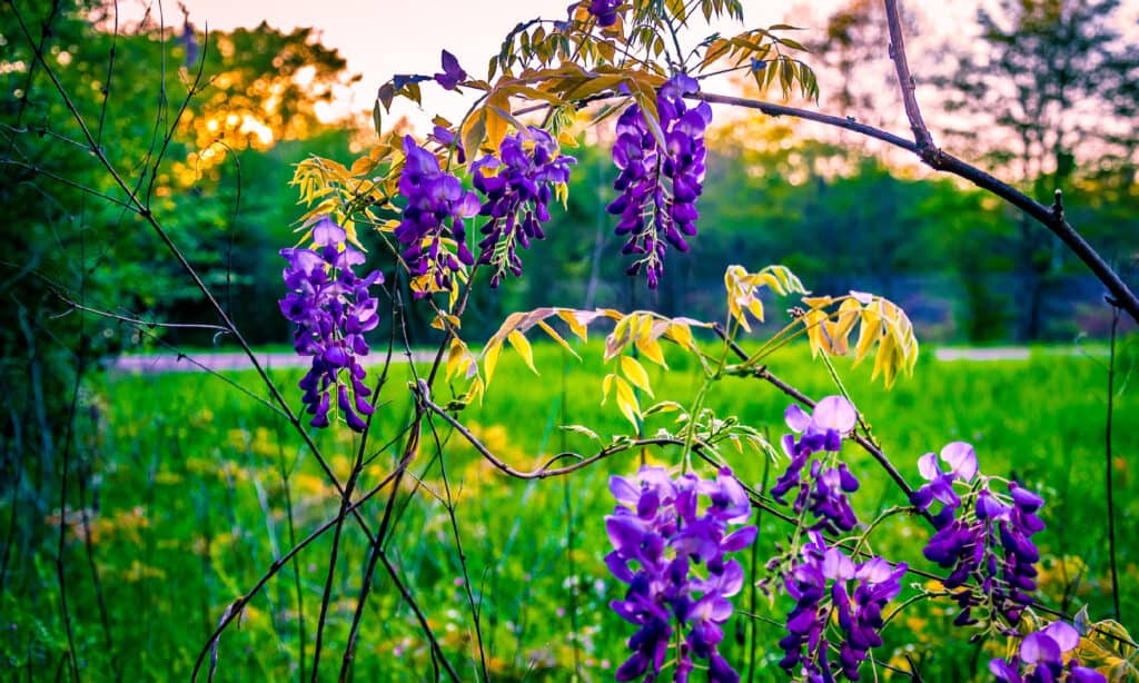 A close-up view of Wisteria flowers, highlighting their beauty and toxic nature.