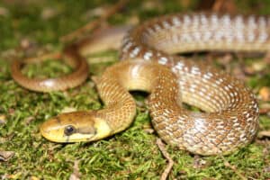 Coachwhip Snake vs Rat Snake: 7 Similarities and Differences Picture