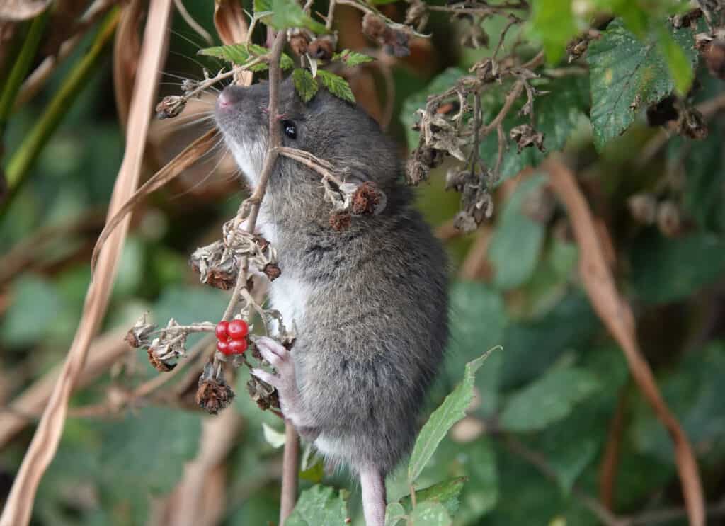 can rat climb walls