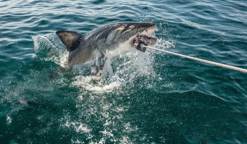 A great white shark jumps out of the water to grab the bait. Scientific name: Carcharodon carcharias. South Africa