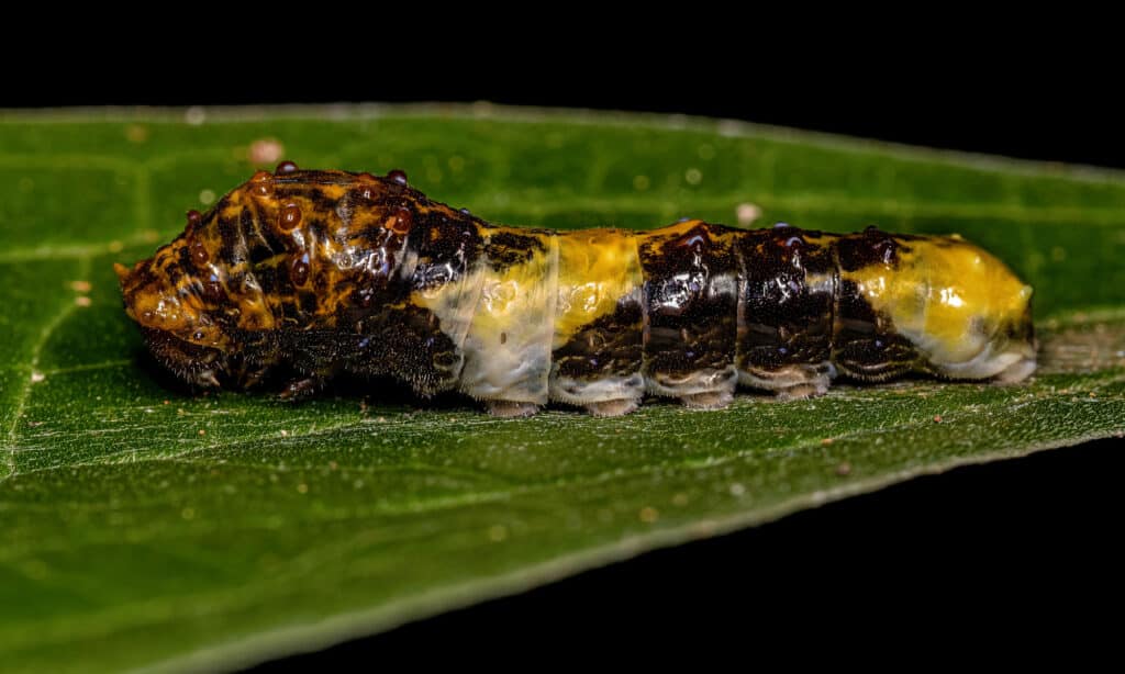 Giant Swallowtail Caterpillar