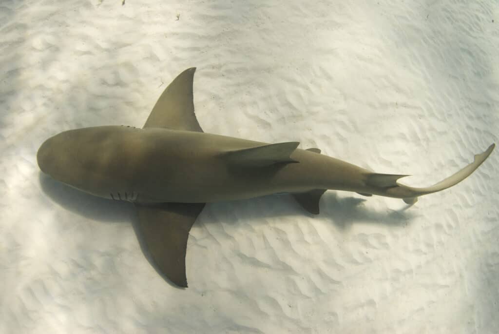 lemon shark