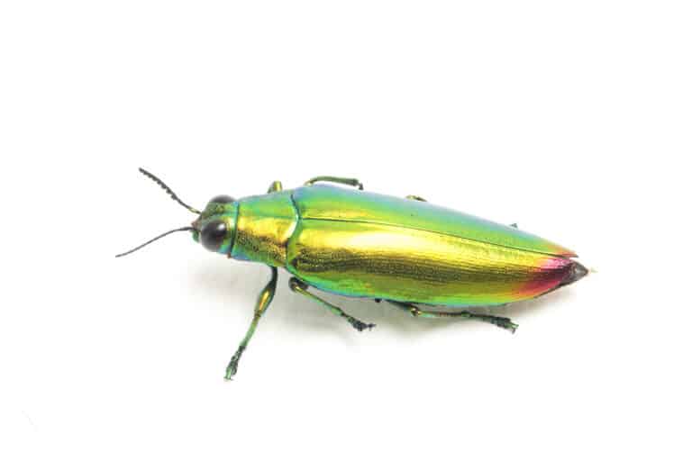 Jewel beetle Chrysochroa fulminans Isolated on white background.