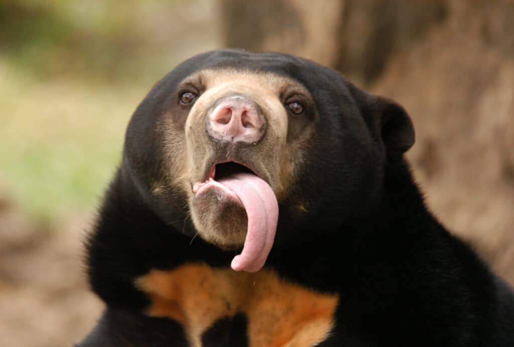 Sun bear 