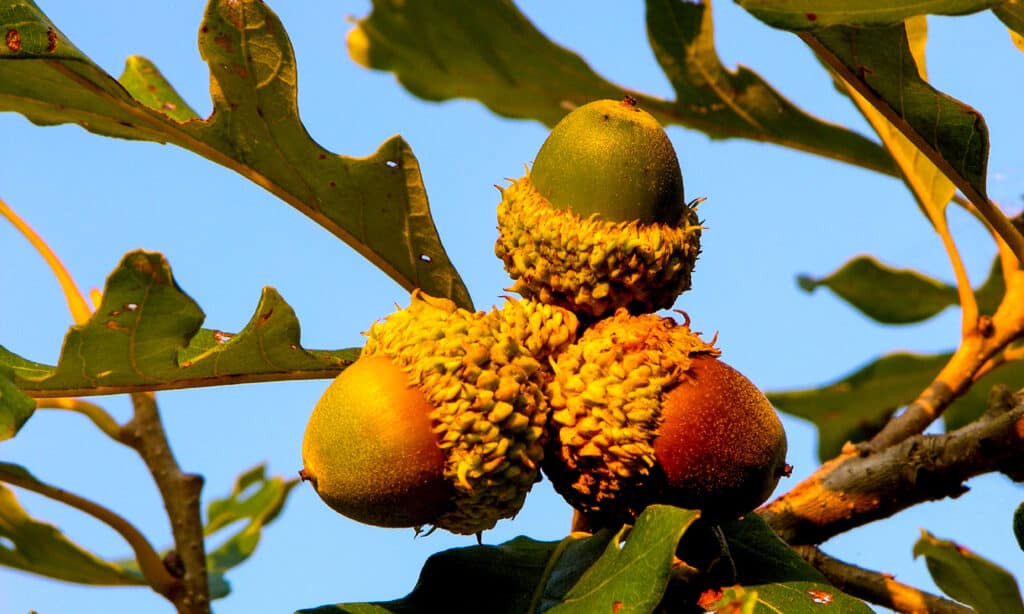 closeup image of three bur oak acorns in a cluster against a Carolina blue sky background.
