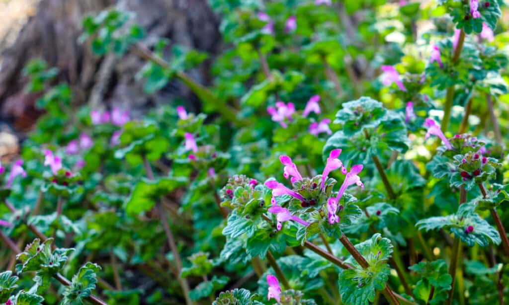 Henbit