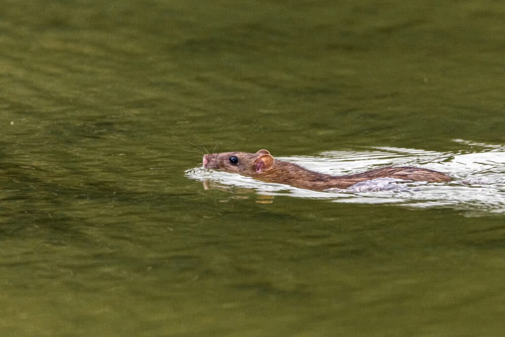 Rats are capable swimmers and can even hold their breath and swim underwater.