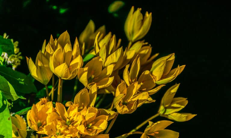 Woodland Tulip