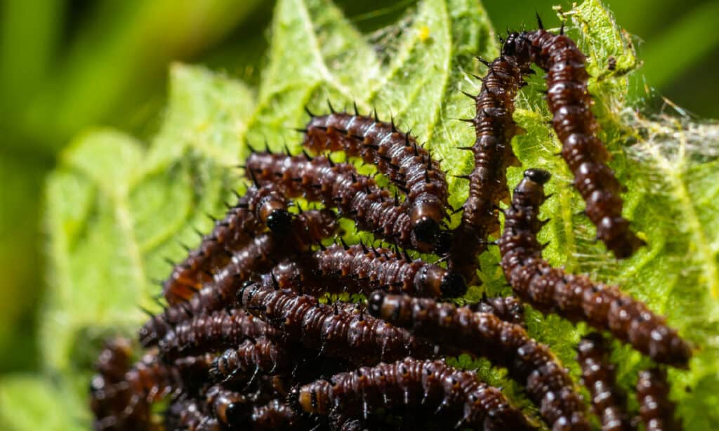 Buck Moth  Caterpillar