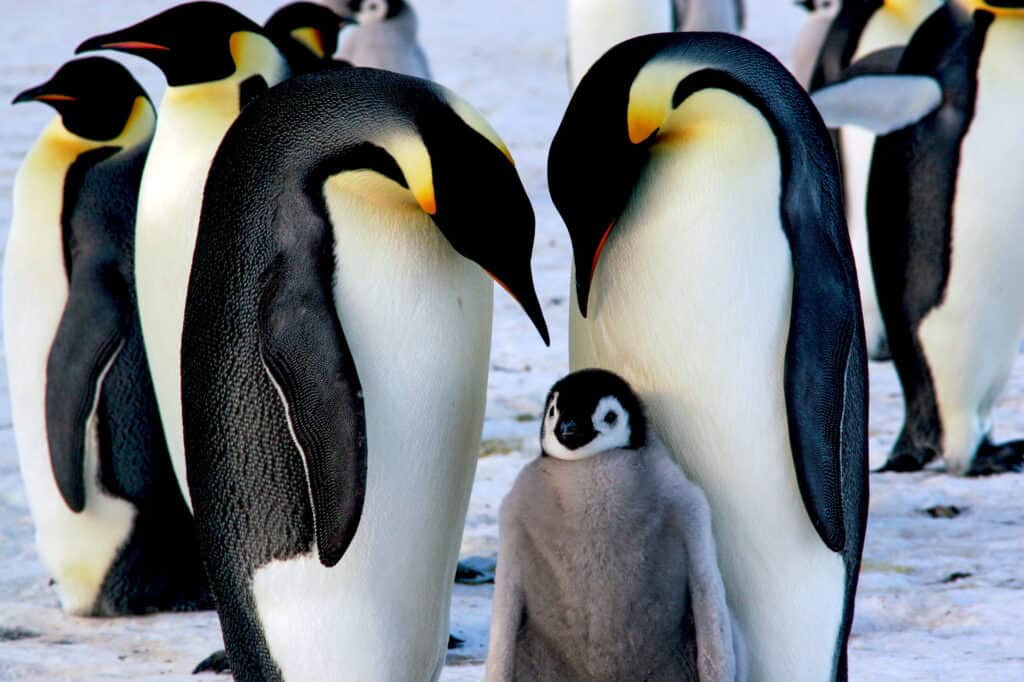 emperor penguin, penguin, antarctica, ice field, bird