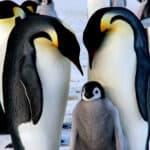 Emperor penguins are the largest of the penguins.