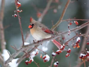 Where Do Cardinals Go in the Winter? Picture