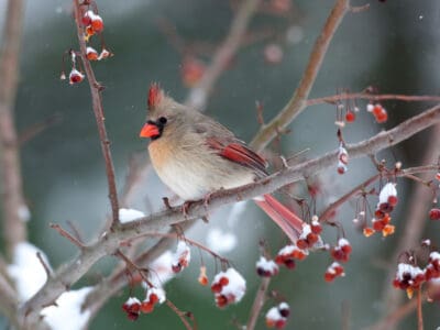 A These Are the 20 Most Common Backyard Winter Birds