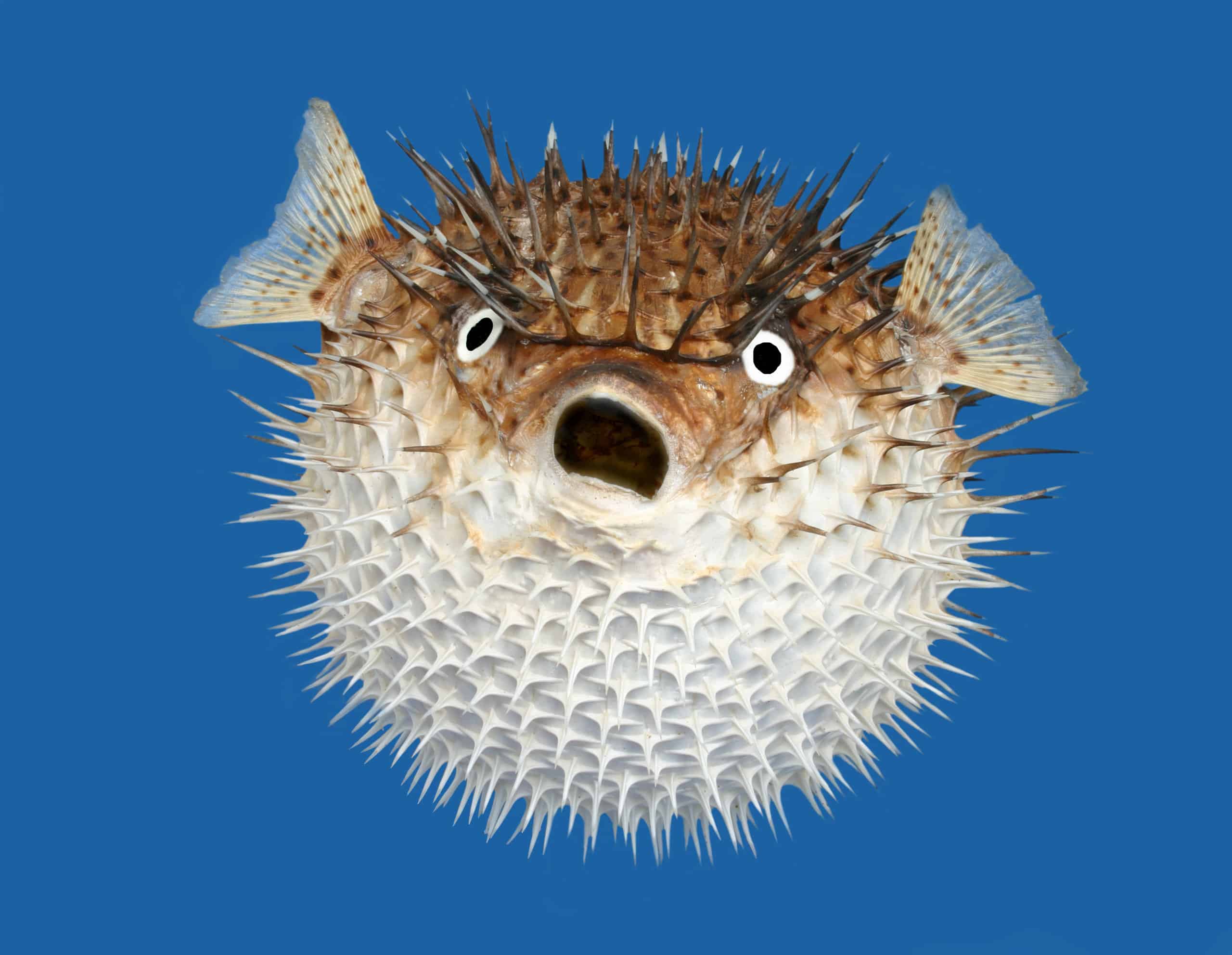 baby porcupine puffer fish