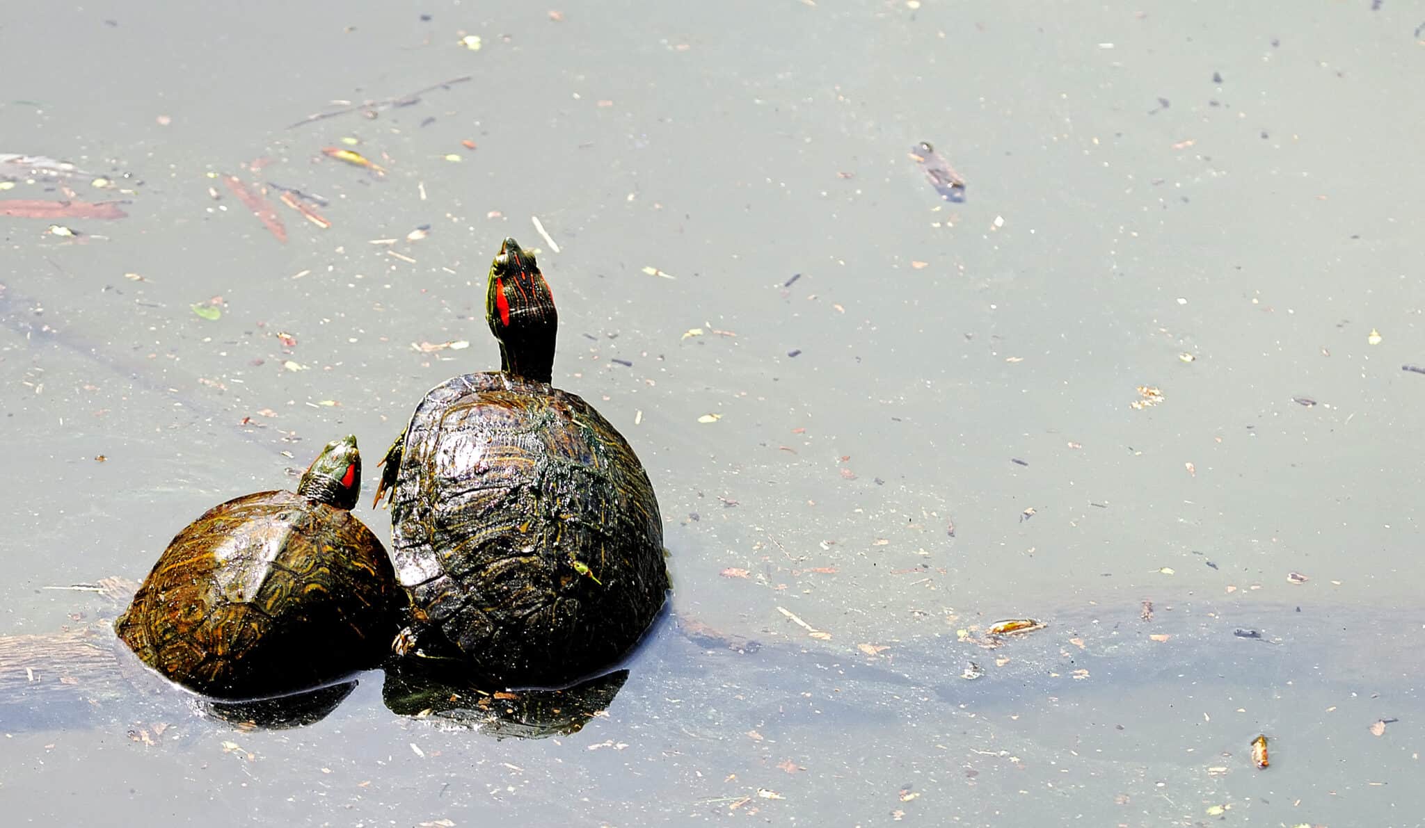 Male vs Female Painted Turtle What are the Differences? AZ Animals
