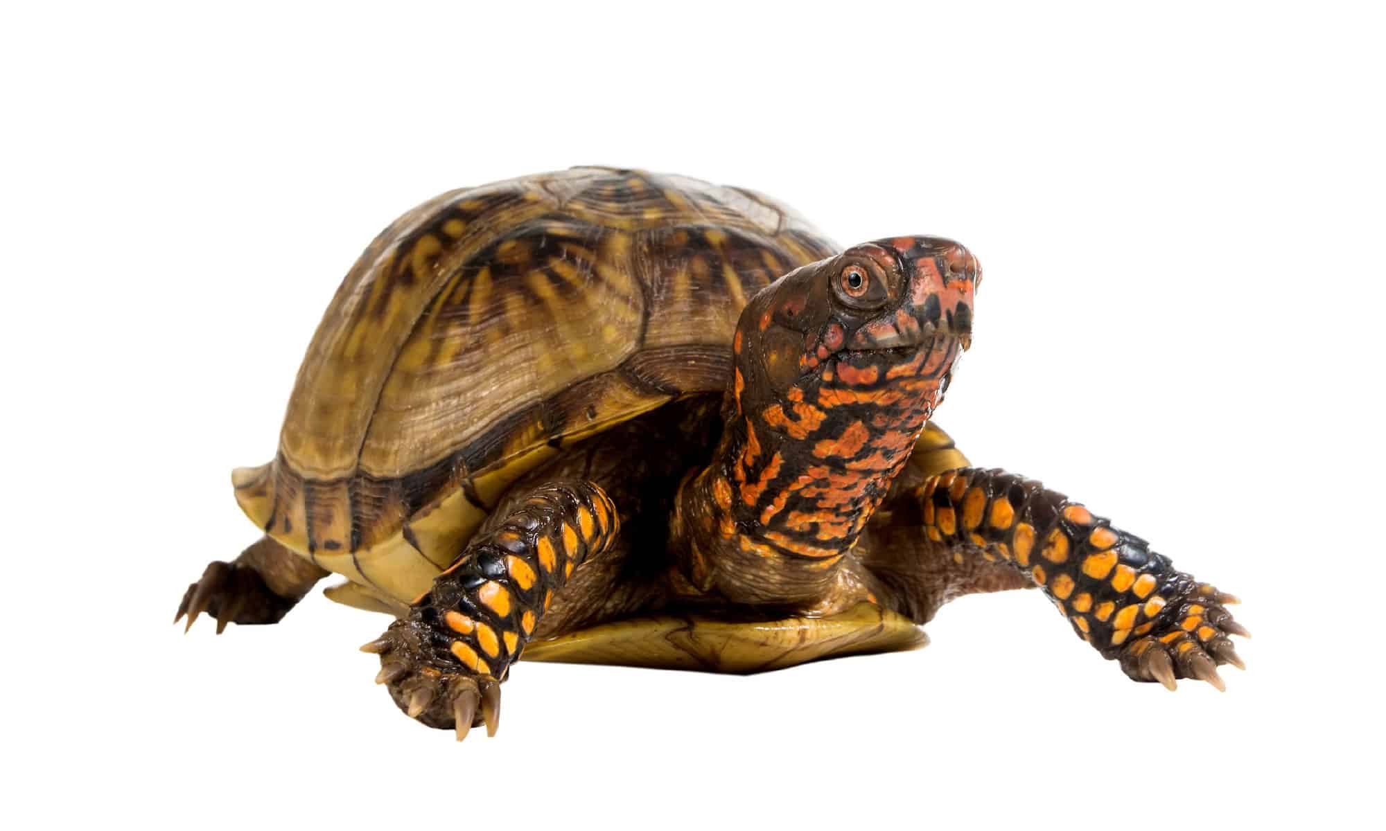 Three-Toed Box Turtle (Terrapene triunguis)