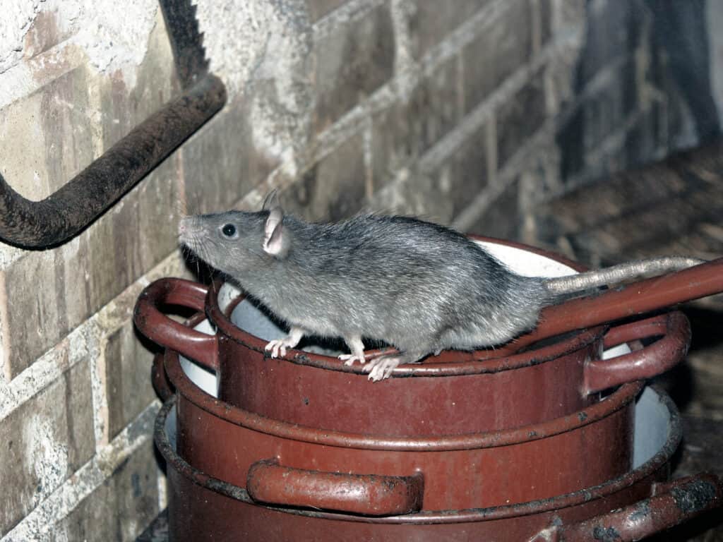 Rat on Cooking Pots