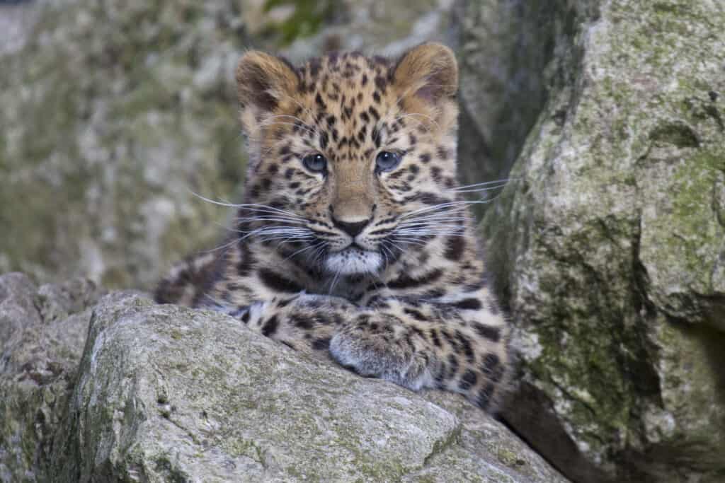 Amur Leopard Cub