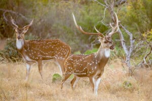 Deer Season In New Mexico: Everything You Need To Know To Be Prepared Picture