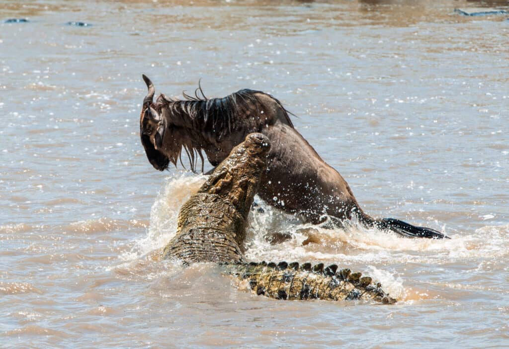 Crocodile Attack on Wildebeest