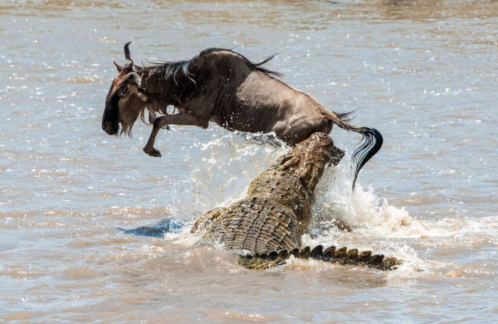 Crocodile and Wildebeest in Water