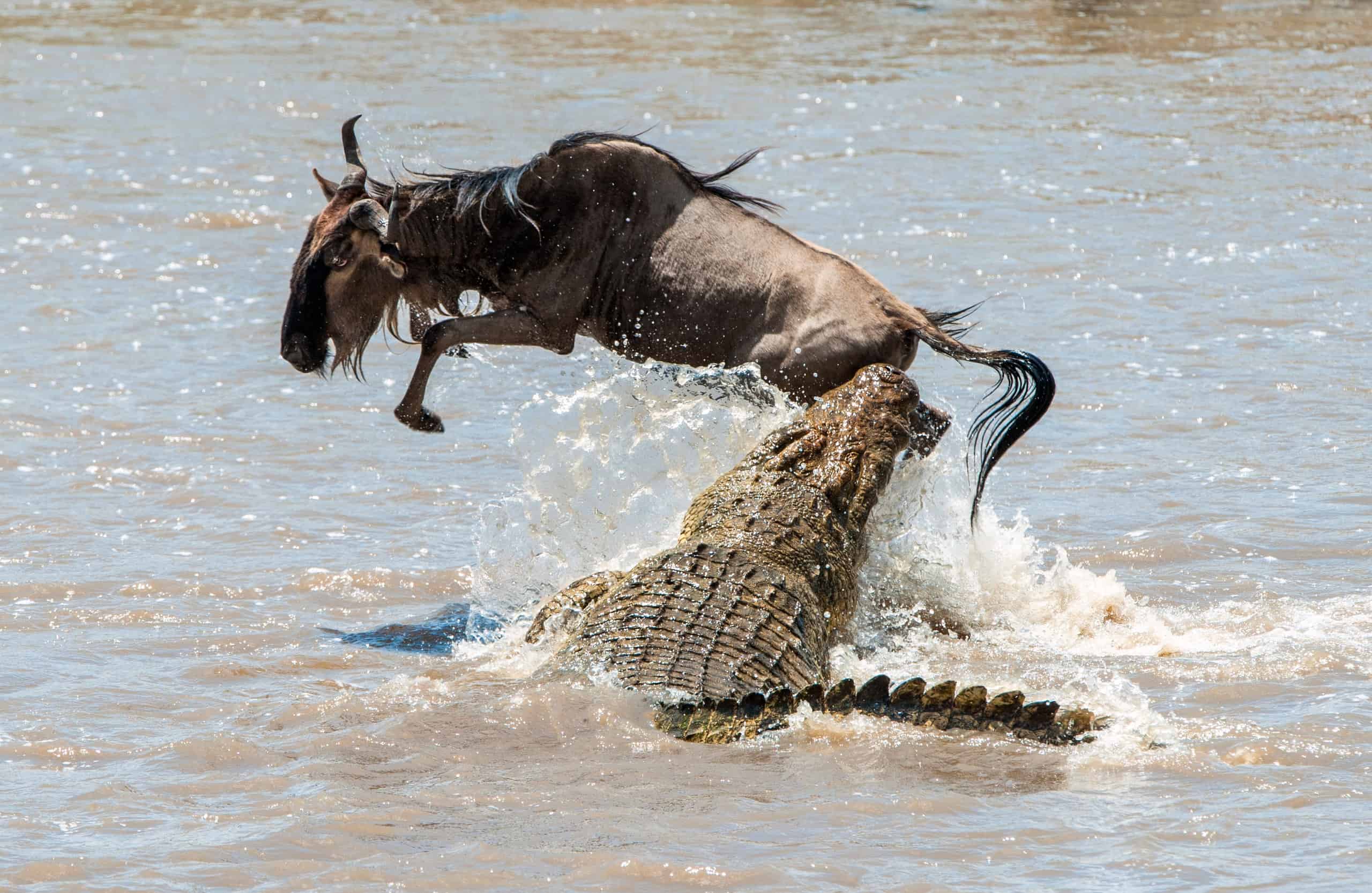 Crocodiles Eating Wildebeest