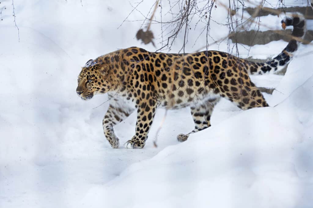 The Amur leopard