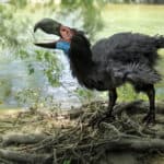 Gastornis