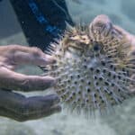 Porcupinefishes
