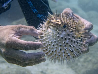 A Porcupinefish