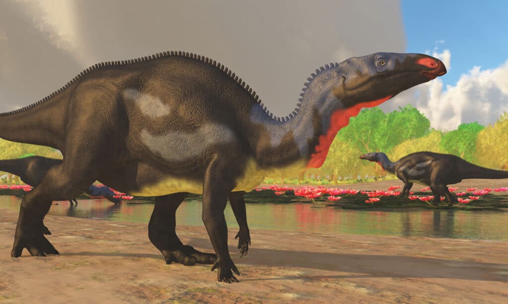 Camptosaurus