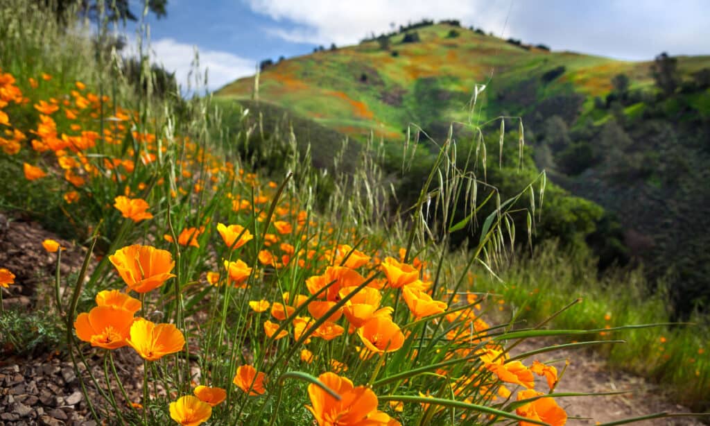 California poppies in Los Padres National Forest 