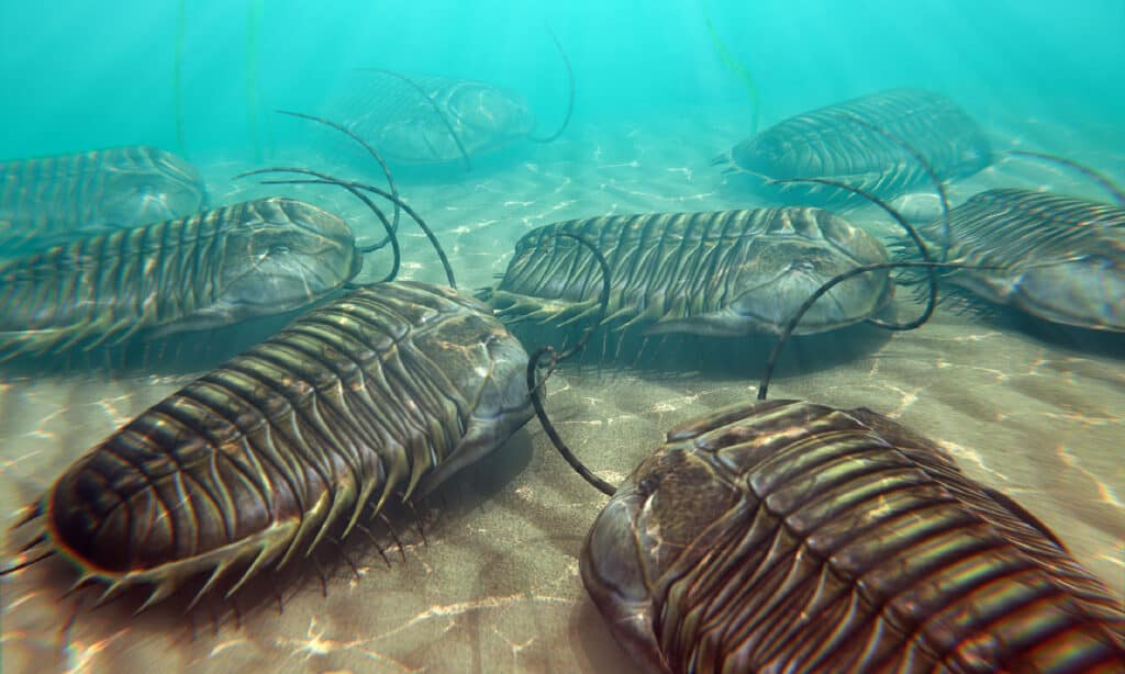 Trilobites