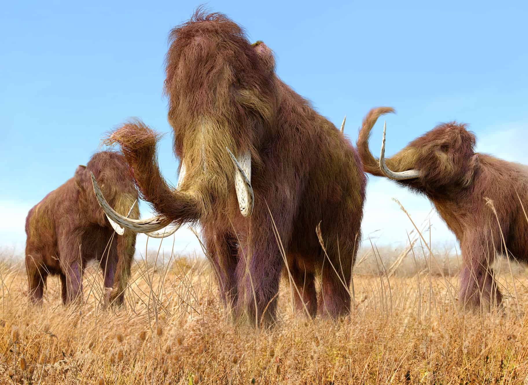 Woolly Mammoth (Mammuthus primigenius)