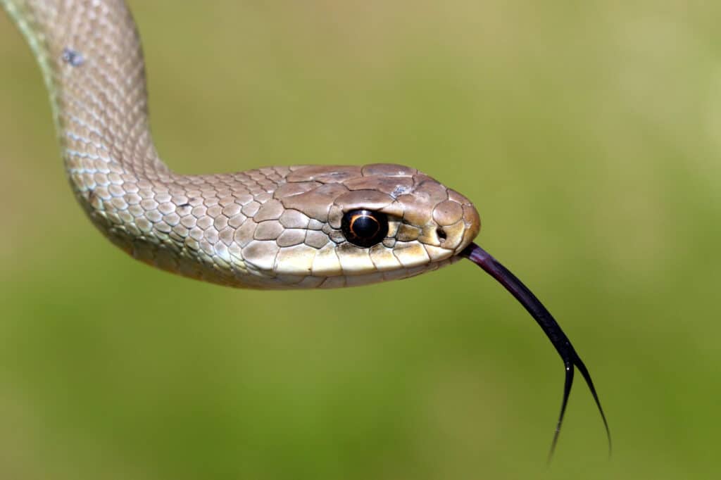 Western yellow-bellied racer closeup