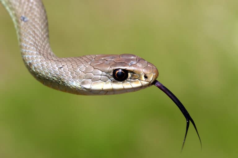 Meet 7 Snakes of the Columbia River