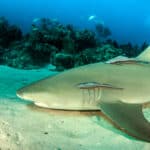 Lemon Shark
