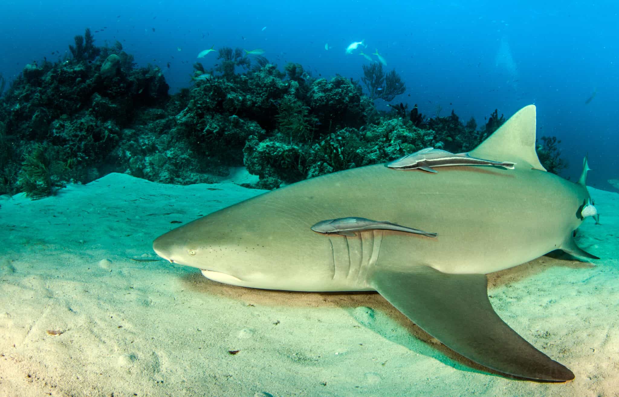 Lemon Shark Location Where Do Lemon Sharks Live Wiki Point