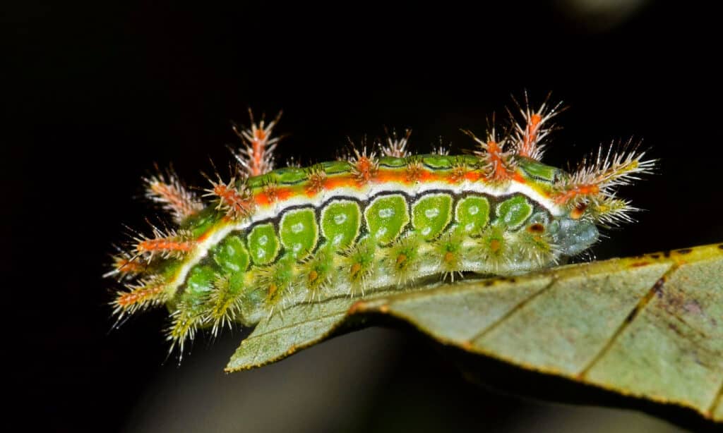 Spiny Oak Slug Caterpillar
