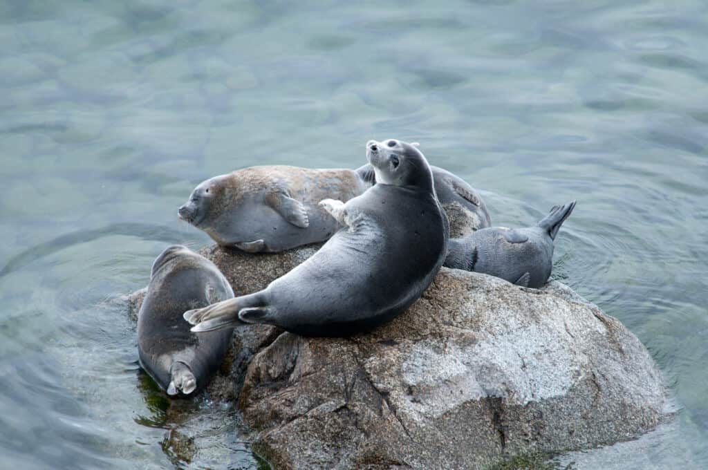 Baikal seals