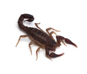 Dreaming of Scorpions: Discover the Spiritual Meaning and Interpretation Picture