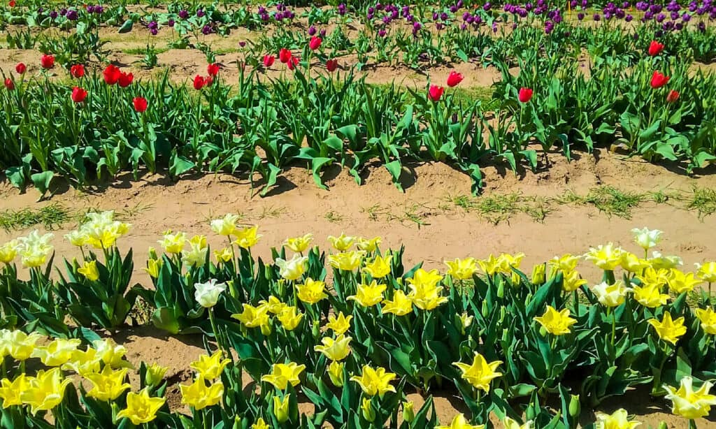 Trang trại hoa tulip Texas