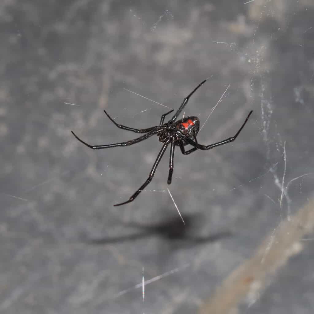 Black Widow Spider Spells Danger - Bug Squad - ANR Blogs