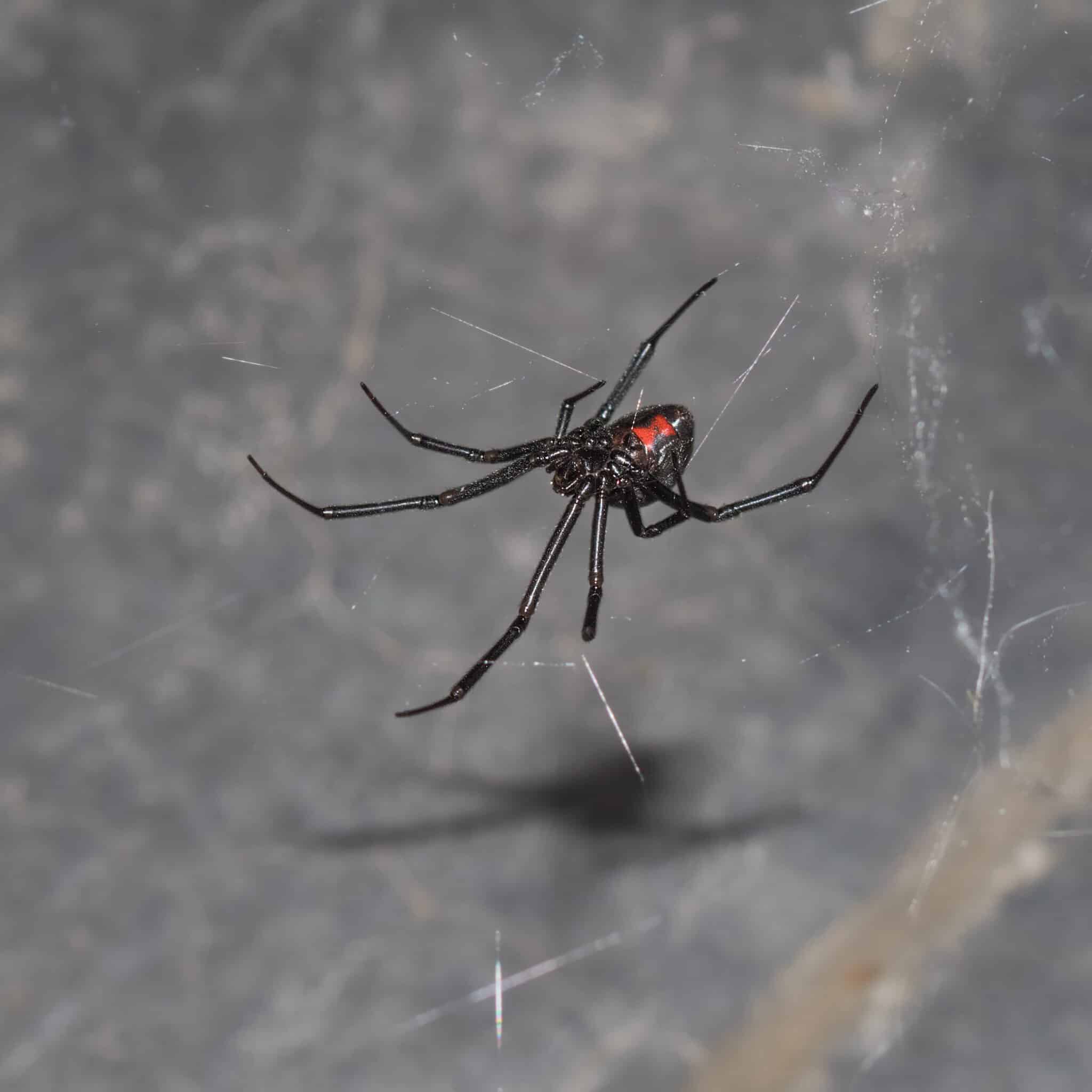 Wyoming’s 3 Most Dangerous Spiders This Summer, and How to Spot Them ...